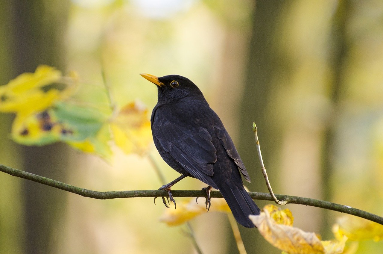 blackbird, bird, animal