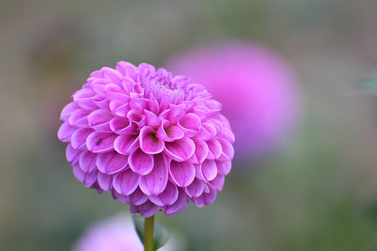 dahlia, flower, plant