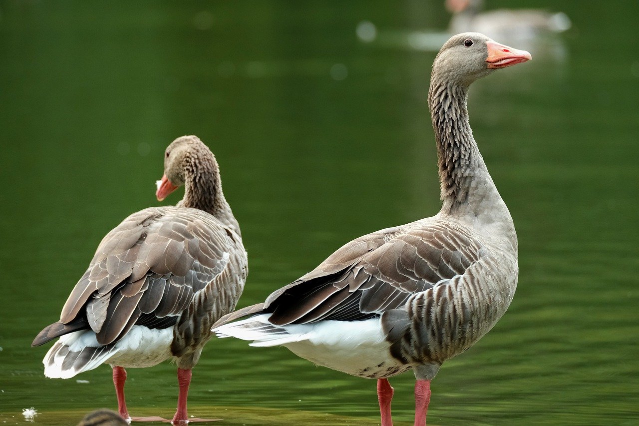 goose, greylag goose, birds