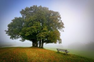 landscape, tree, bench