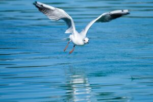 seagull, bird, water bird