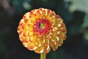 garden, flower, petals