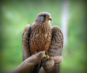 sparrowhawk, bird, animal