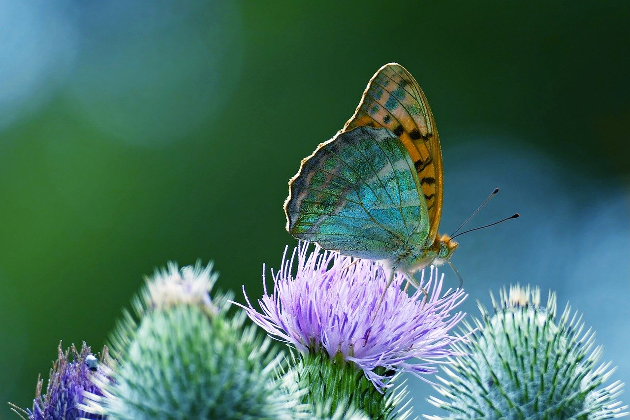 butterfly, insect, thistle